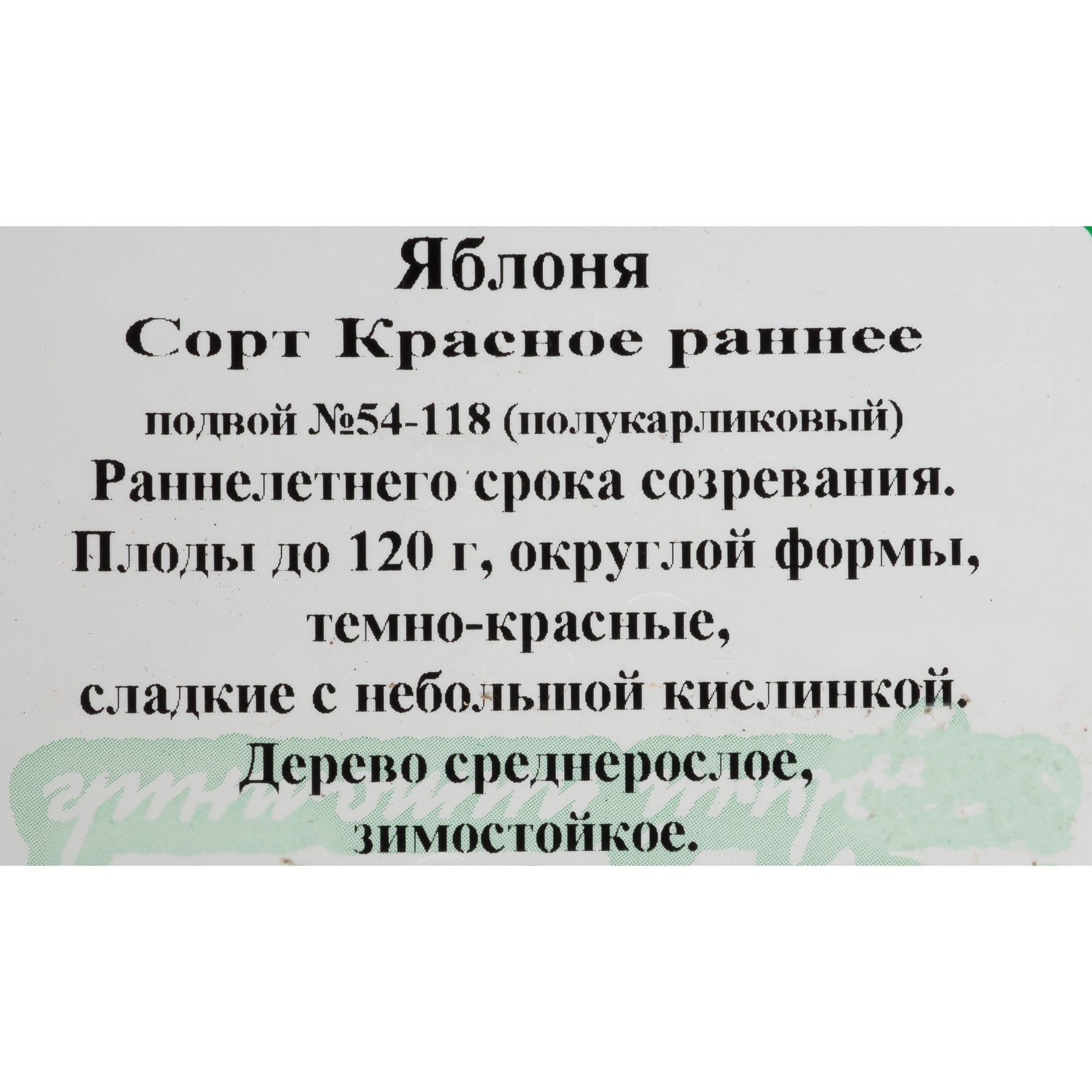 81954957 Яблоня С7 «Красное раннее» h120-180 Santreyd  - Вид №1