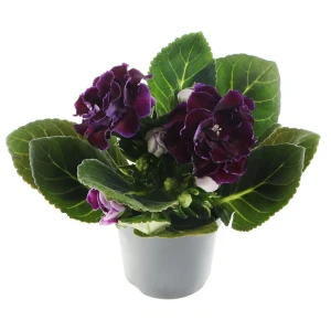 Santreyd Глоксиния - комнатный цветок с бархатными соцветиями ø12 h25 см 83248439