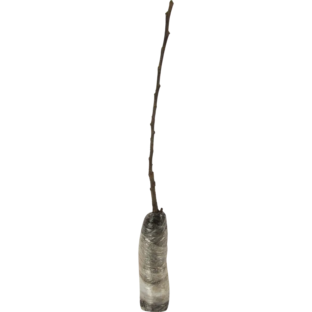 Яблоня Анис полосатый в тубе 82539582 STLM-2164574 BOTANIC COLLECTION  - Вид №1