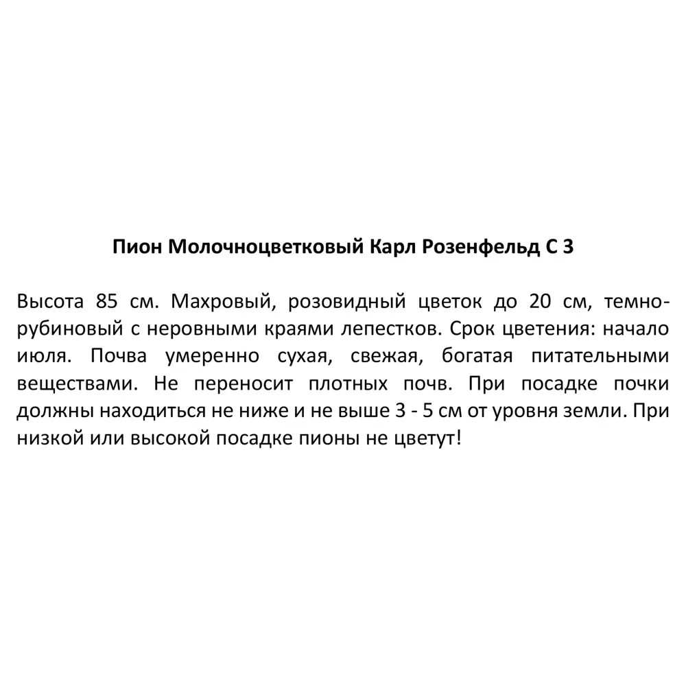 Пион молочноцветковый Карл Розенфельд ø14 h50 см 85324442 STLM-2196362 Santreyd  - Вид №3