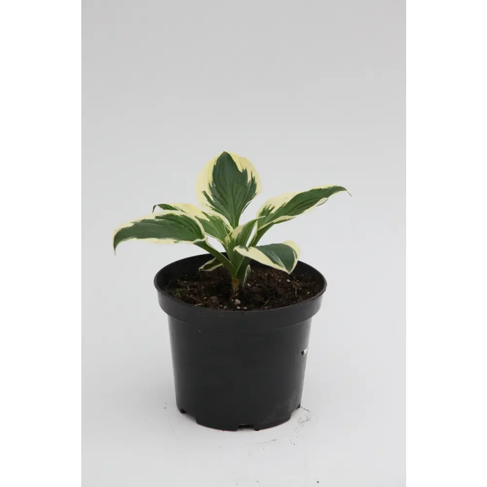 Хоста «Роберт Фрост» - многолетник с декоративной листвой для тенистых уголков 81968608 Santreyd STLM-1585009