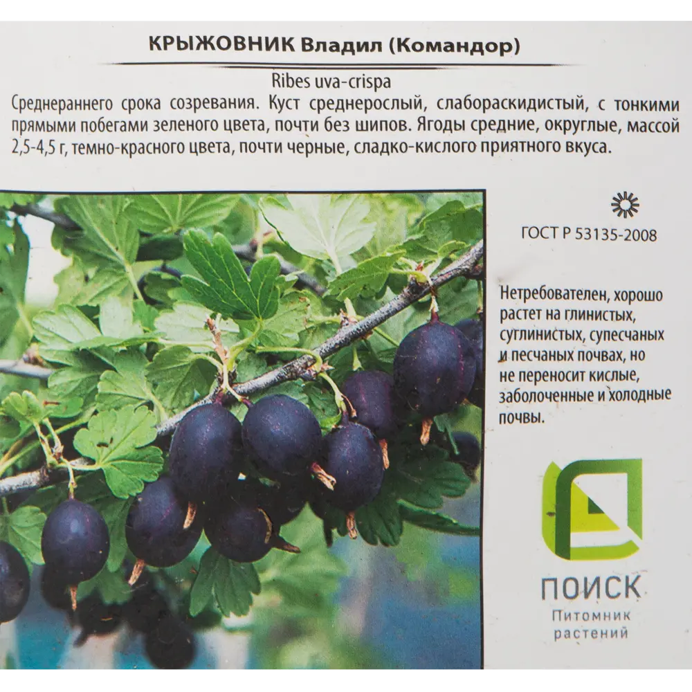 Саженец крыжовника Santreyd среднепоздний с темно-вишневыми ягодами 82585421 STLM-0030736 - Вид №1