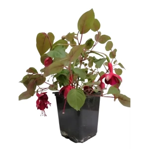 Фуксия микс ø9 h20 см 85471920 STLM-2087947