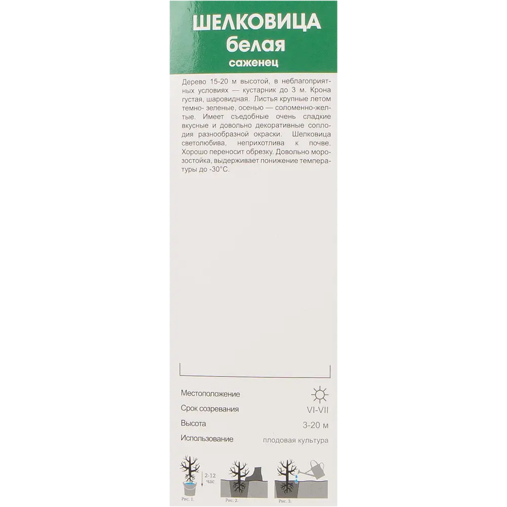 Шелковица Белая в тубе Поиск Инвест 82150829 STLM-2155519 Santreyd  - Вид №2