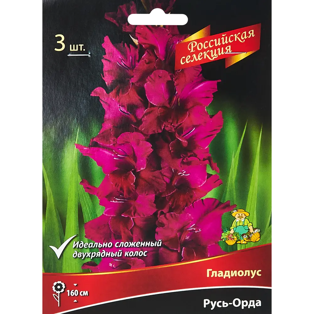 Гладиолус Русь-Орда, 3 шт 86410006 STLM-2050523 ПОИСК 
