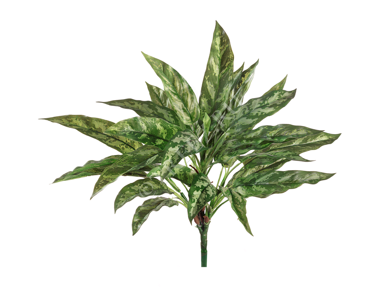 20.1119N Куст Сильвер Квин Цветочная коллекция 