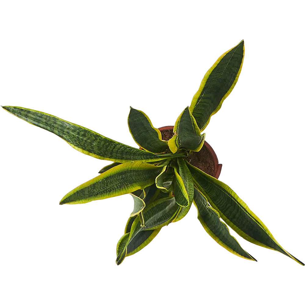 Сансевиерия Трехполосная Santreyd — изящный суккулент с полосатыми листьями 86587893 STLM-0952825 - Вид №2