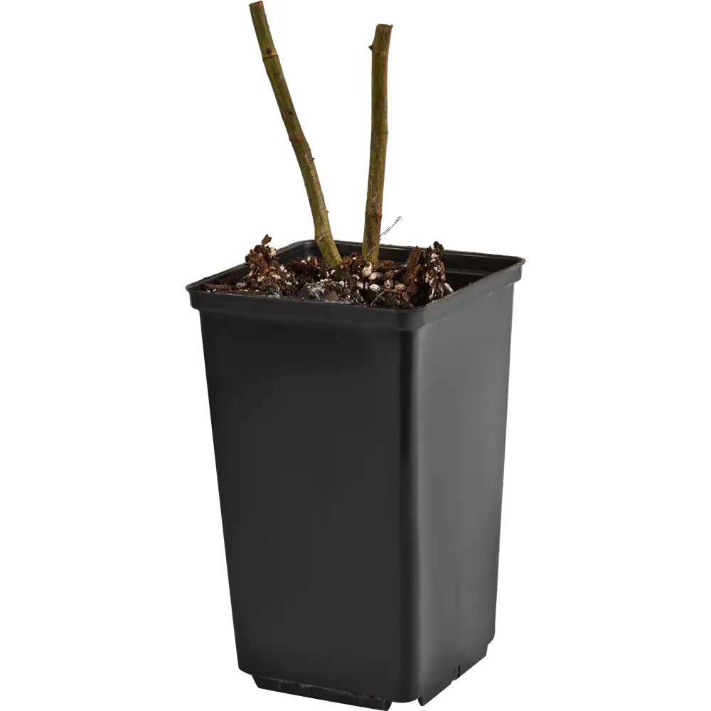 Santreyd Парковая роза микс - изысканное украшение сада 84721377 STLM-0054018 - Вид №1