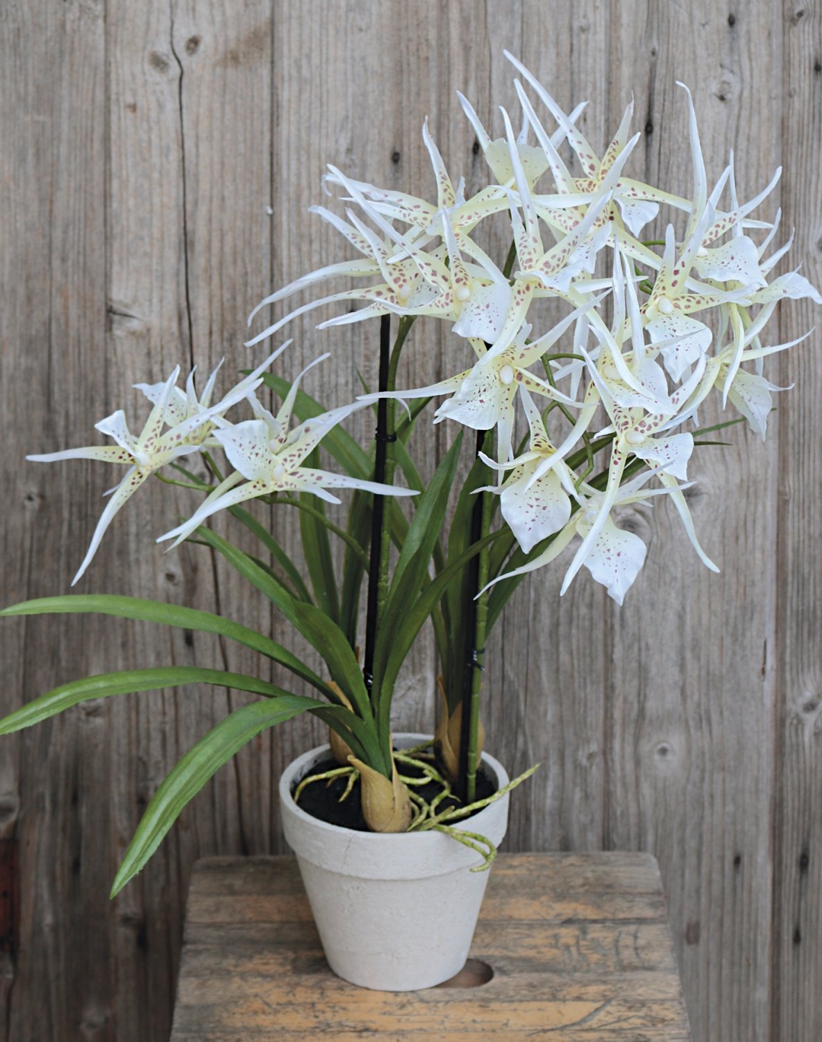 2529 778 a3 Искусственная орхидея паук (brassia), горшечная, 50 см, бежево-белая H-andreas  - Вид №1