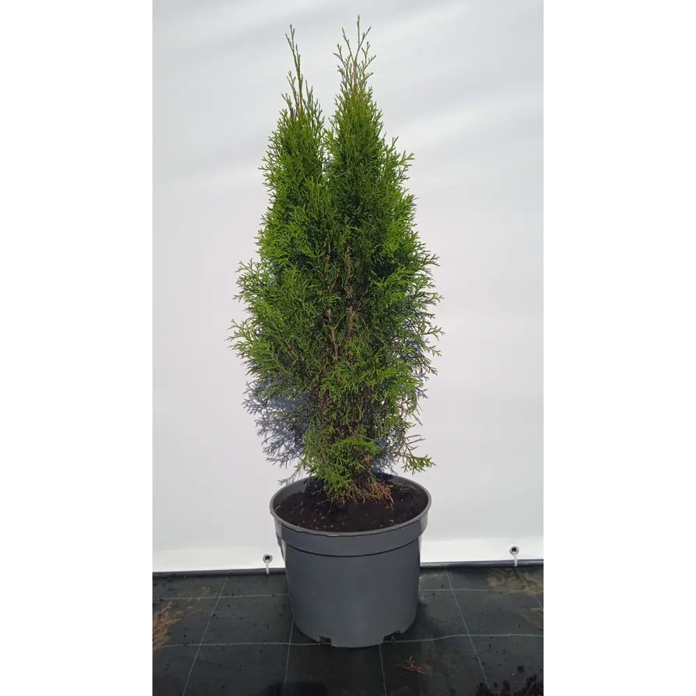 Туя западная Смарагд ø22.5 см h80-100 см 85088226 STLM-2082900 Santreyd 