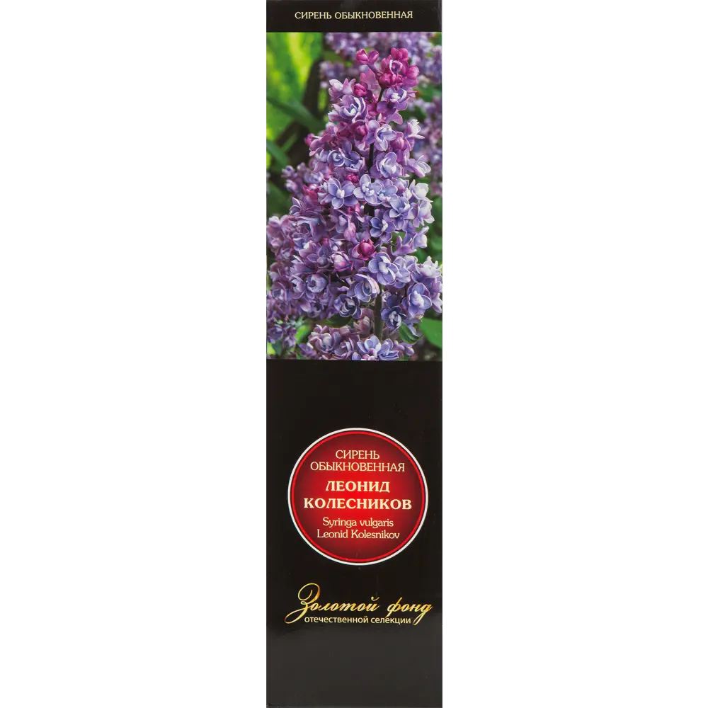 Сирень обыкновенная Леонид Колесников 82527874 STLM-2131363 Santreyd 