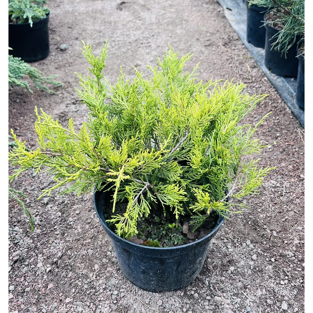 Можжевельник средний Олд Голд ø13 h15 - 20 см 89465467 STLM-2039700 PLANTMARKET  - Вид №1