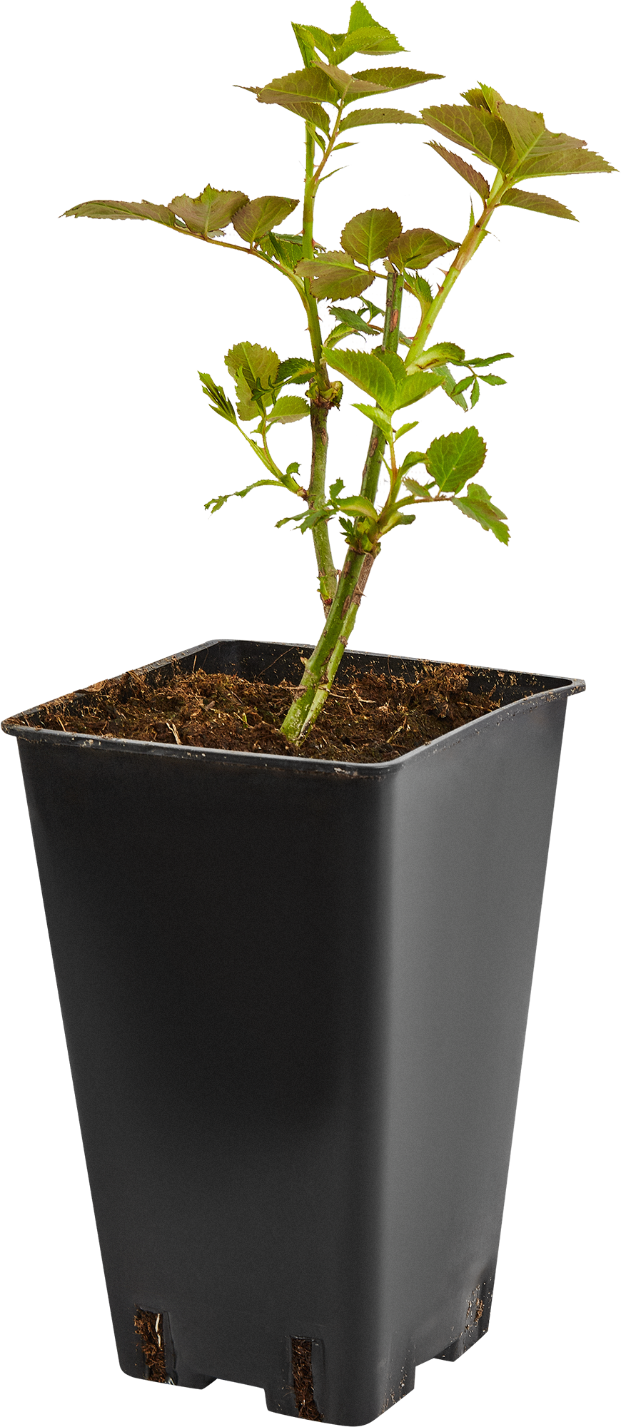 Бордюрная роза Santreyd с бело-розовыми цветами 85589152 STLM-0064359 - Вид №2