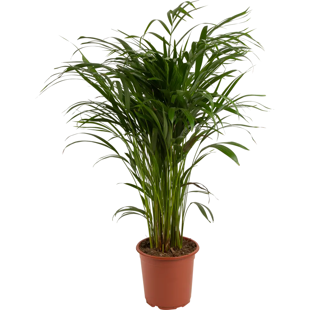 Santreyd Арека - элегантная пальма для современного интерьера 82578914 STLM-0030476