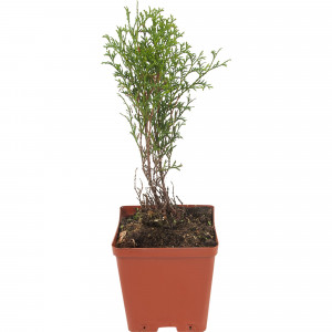 82596819 Туя западная «Хозери» 15x30 см