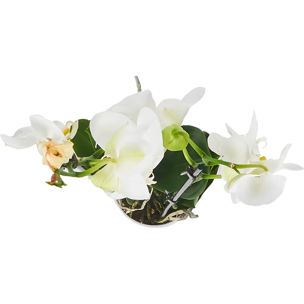 Santreyd Фаленопсис — изящная орхидея с двумя цветоносами 86749969 STLM-0071221 - Вид №2