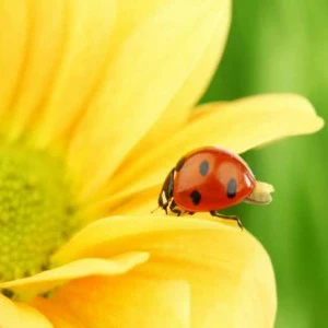 WP01232 Фотообои Verol Фотообои decoline 1х1 м