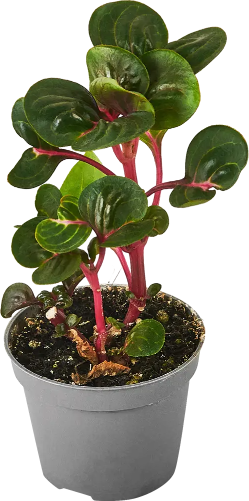 Santreyd Ирезине Хербсти — декоративное растение с бордово-розовой листвой 87819672