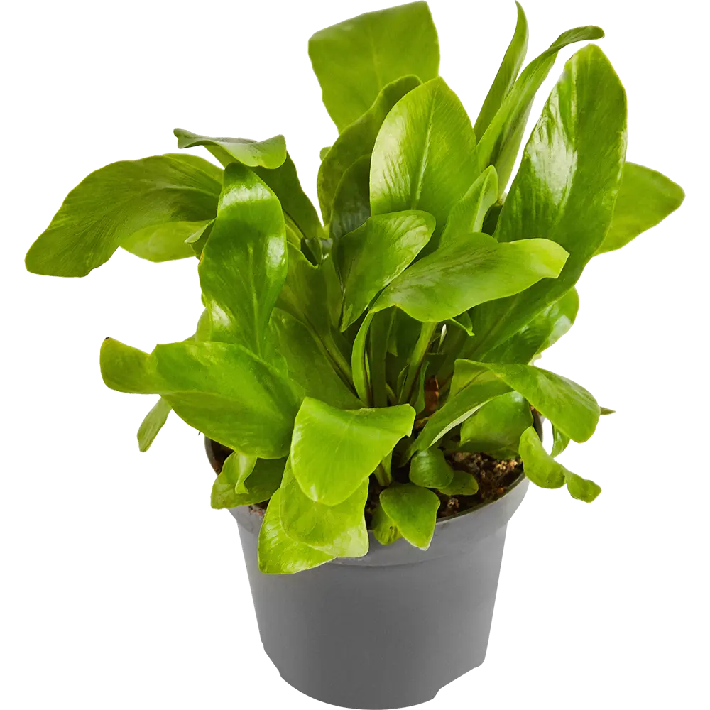 Santreyd Асплениум Нидус — элегантный папоротник для интерьера 89352935 STLM-1433616 - Вид №1