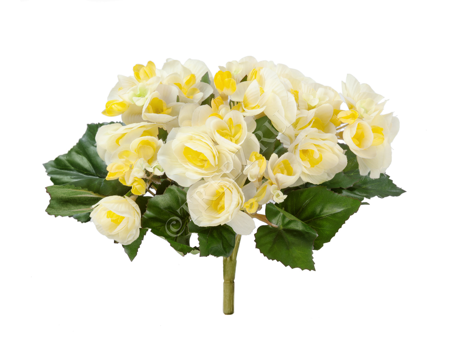 20.1087Y Бегония куст лимонно-жёлтый Цветочная коллекция 