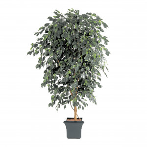 2000983189875 Фикус Бенджамина де люкс 240 см COSMO RED