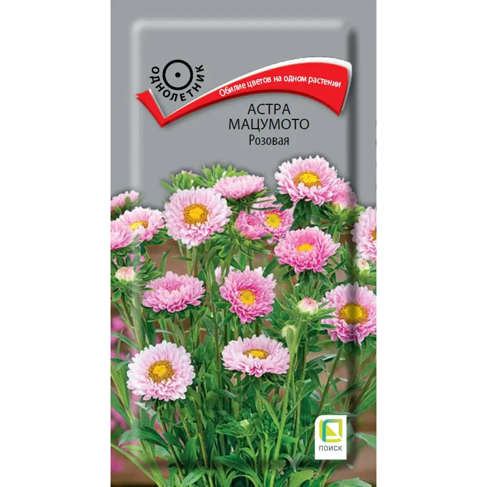 Астра Мацумото розовая ПОИСК - нежные цветы с жёлтым центром 89402678 STLM-1573806