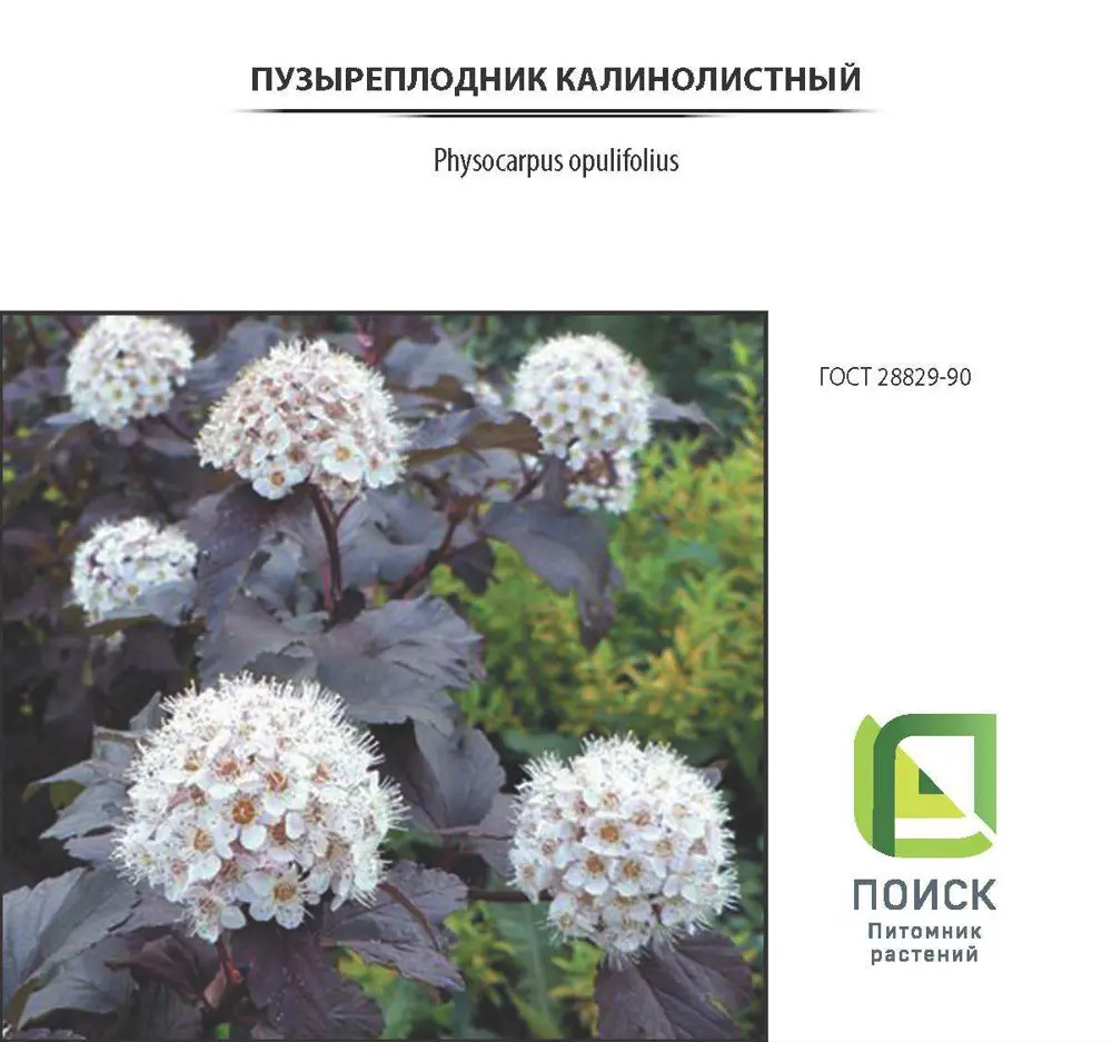 Пузыреплодник калинолистный «Леди Ин Ред» Santreyd - декоративный кустарник 3 л 81968690