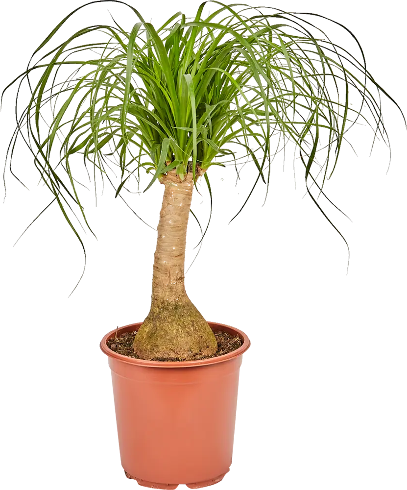 Santreyd Нолина рекурвата - комнатное дерево с пышной кроной 82578950