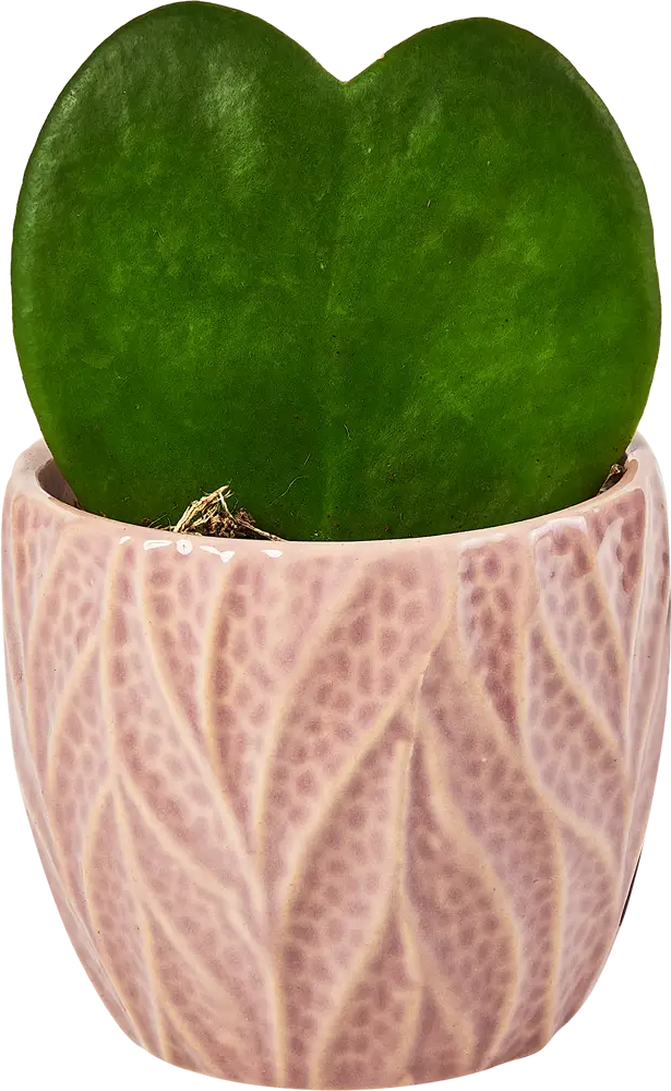 Santreyd Хойя Керри — живое сердце в вашем интерьере 89354349