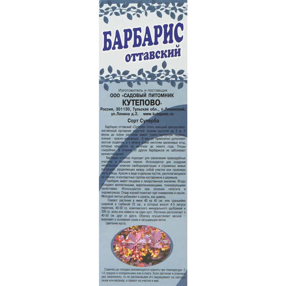 Барбарис «Суперба», в коробке 18320900 STLM-2115483 Santreyd  - Вид №1