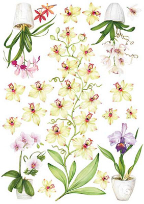 22 Calambour DE Бумага для декупажа двусторонняя по стеклу 50 x 70 см "Орхидеи" DE Santreyd 