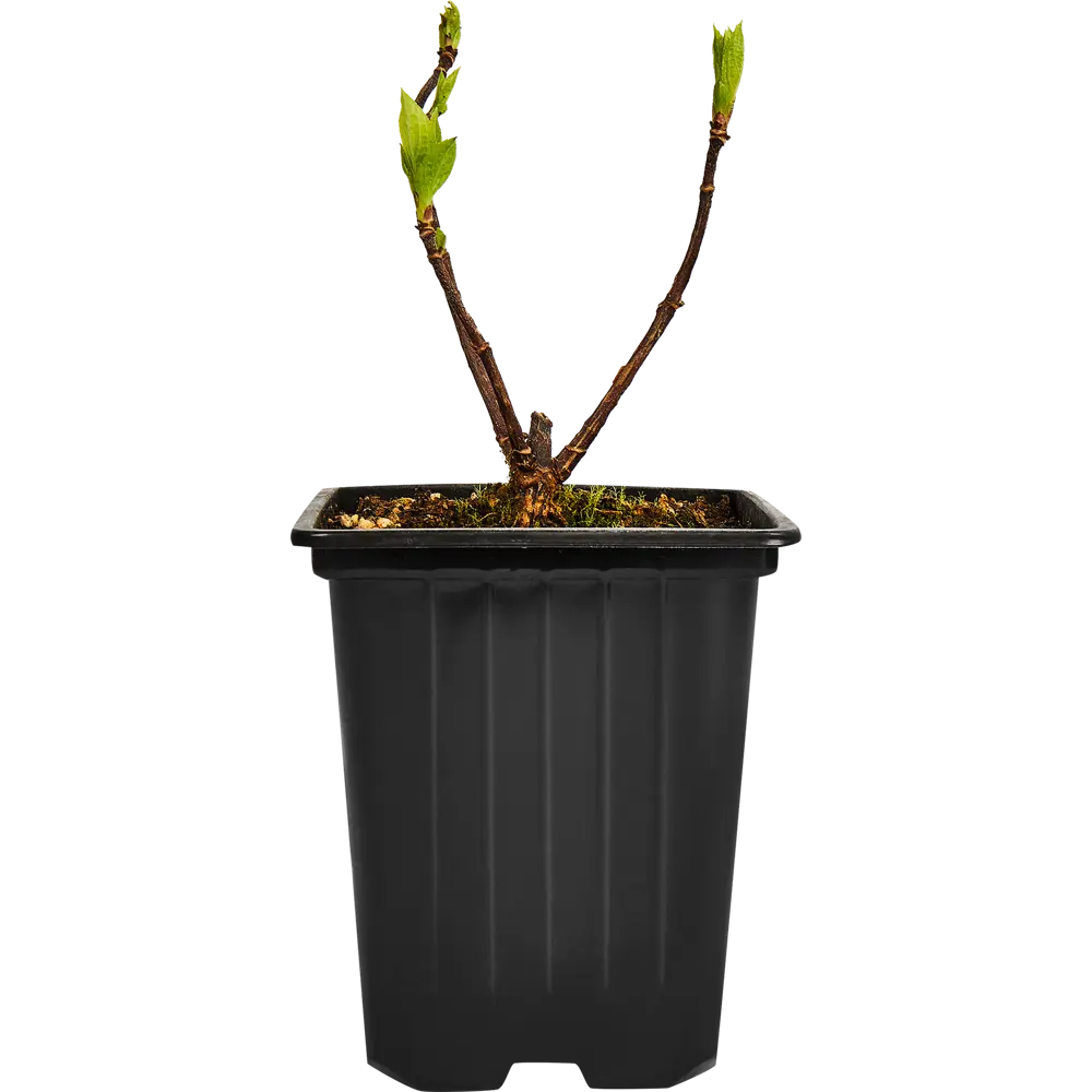 Гортензия Меджикал Мунлайт от Santreyd - саженец для волшебного сада 89365006 STLM-0965361 - Вид №1