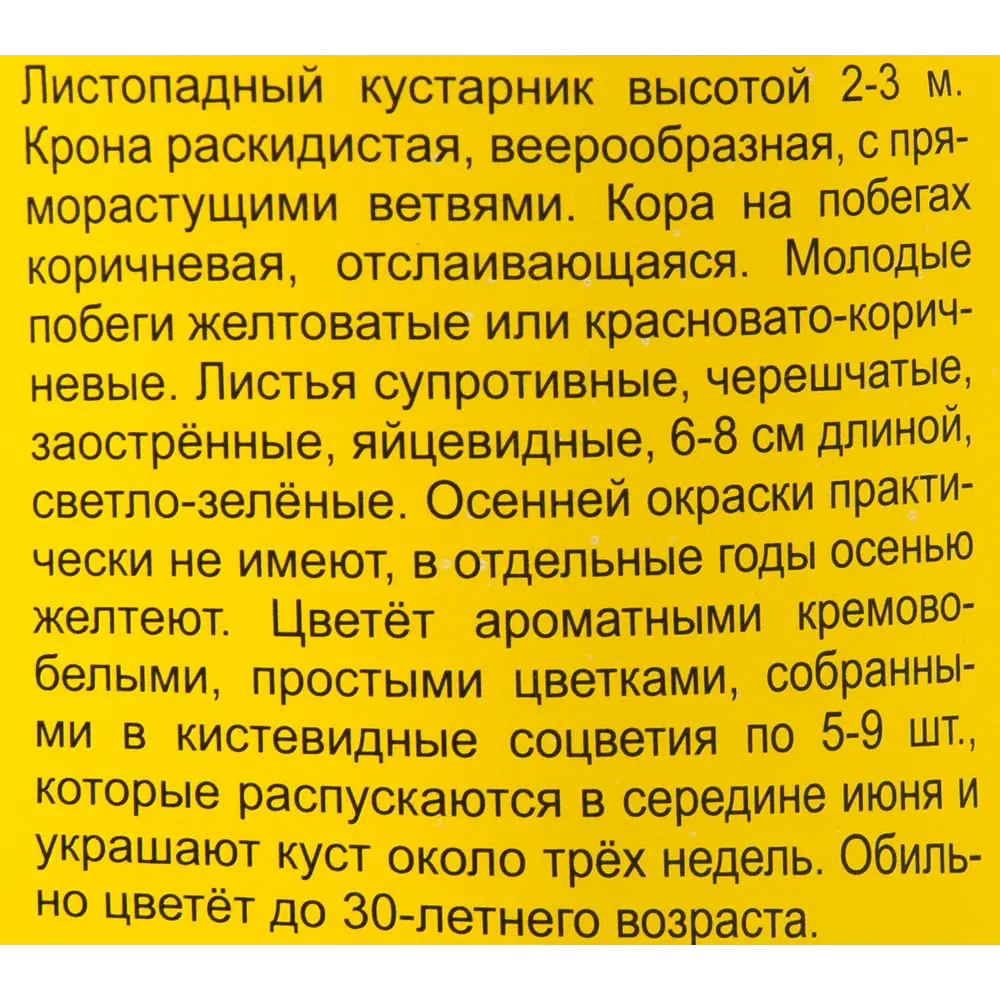 Жасмин h40 см 83786845 STLM-2149791 Santreyd  - Вид №1