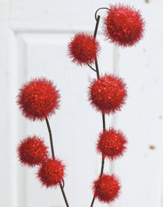 5549 442 a3 Фруктовая ветка гомфокарпус, 60 см, бордовый H-andreas