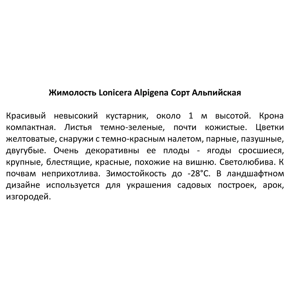 Жимолость альпийская ø9 h20 см Кутепово 84405848 STLM-2146996 Santreyd  - Вид №3