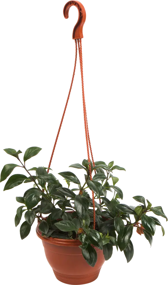 Гипоцирта Santreyd - цветущее украшение интерьера с декоративной листвой 82941544