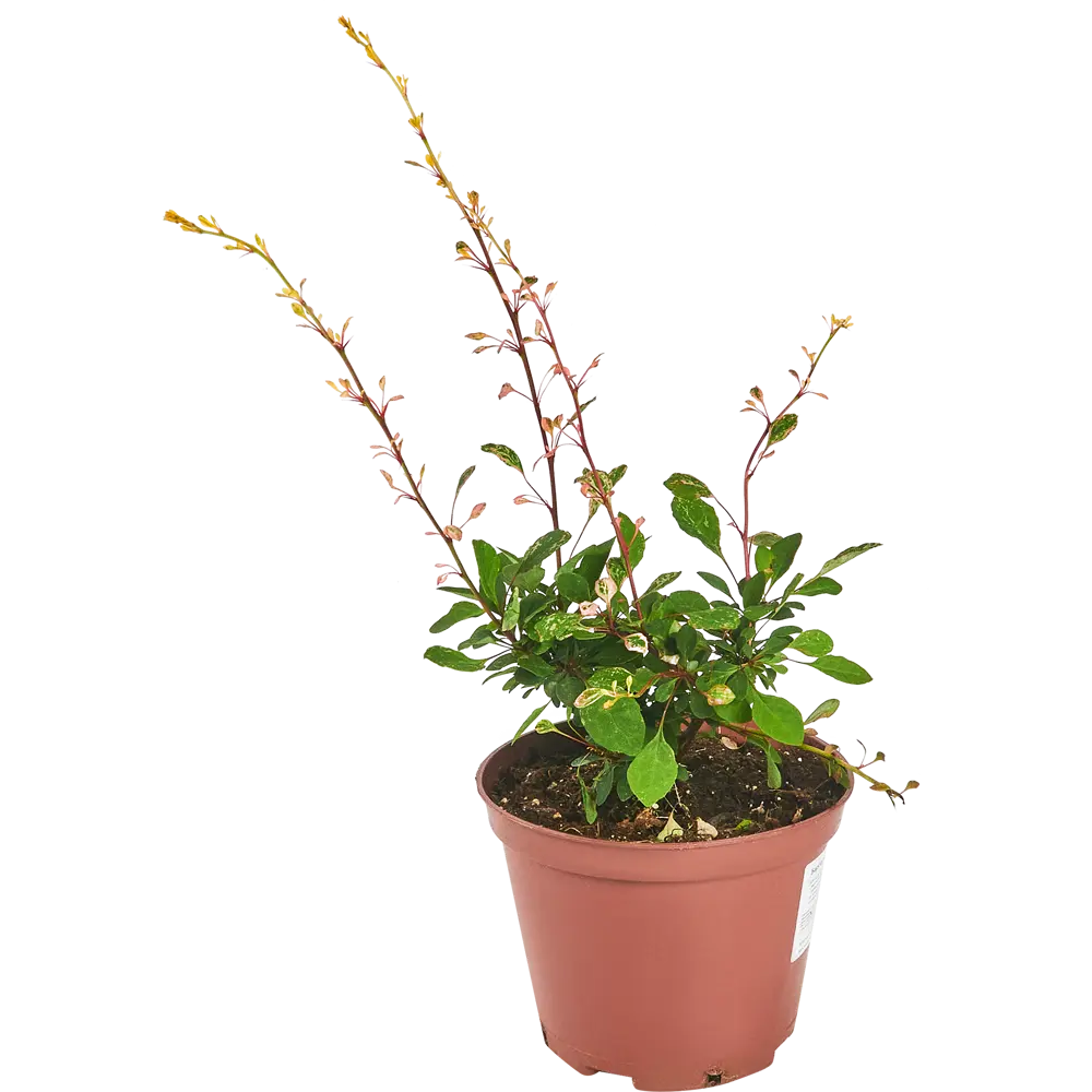 Барбарис Тунберга Наташа от Santreyd - декоративный кустарник с розово-белой листвой 87811874 STLM-0075778