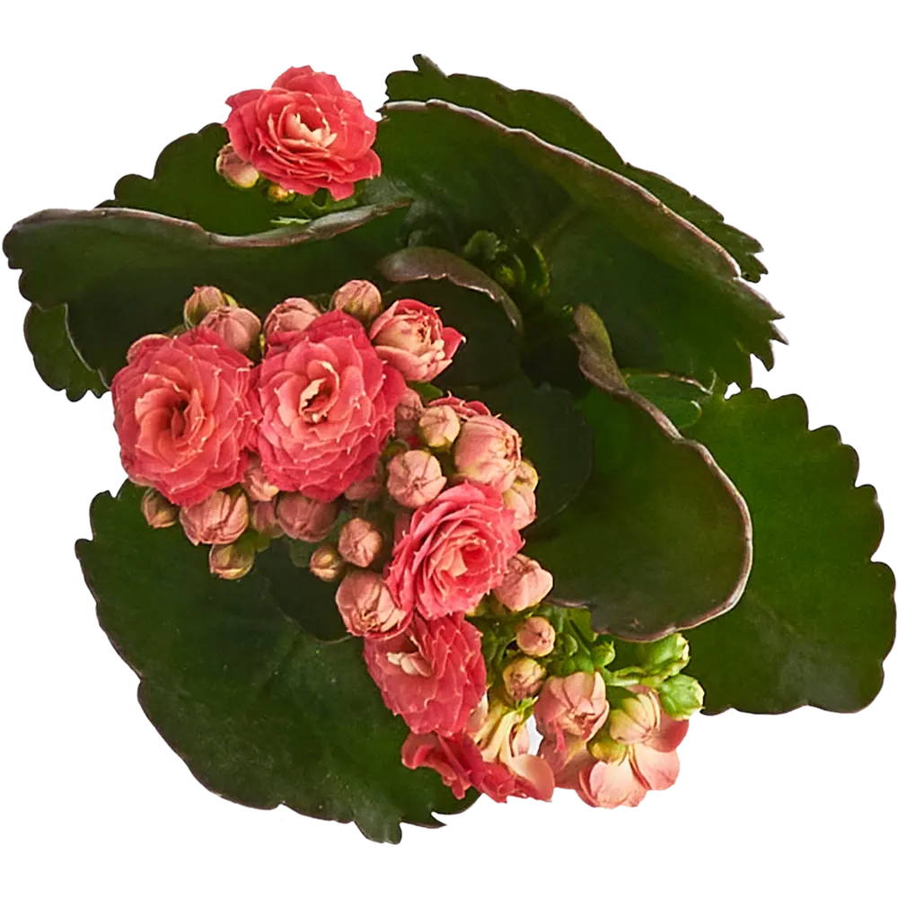 Santreyd Каланхое махровый микс — цветущее украшение интерьера 84450739 STLM-0050226 - Вид №2