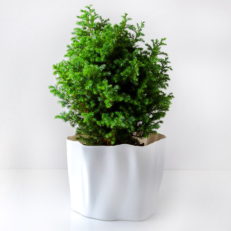 QL10142-WH Органайзер flow средний белый Qualy  - Вид №2