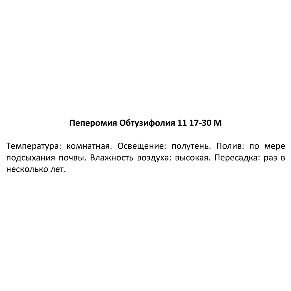 Пеперомия Обтузифолия джинни ø11 h17-30 см 83673290 STLM-2003315 Santreyd  - Вид №2