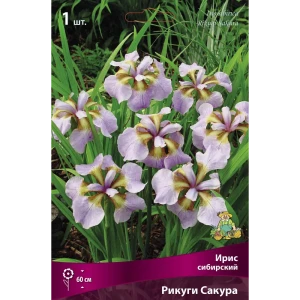 Ирис сибирский Рикуги Сакура, 88659082 STLM-2066165