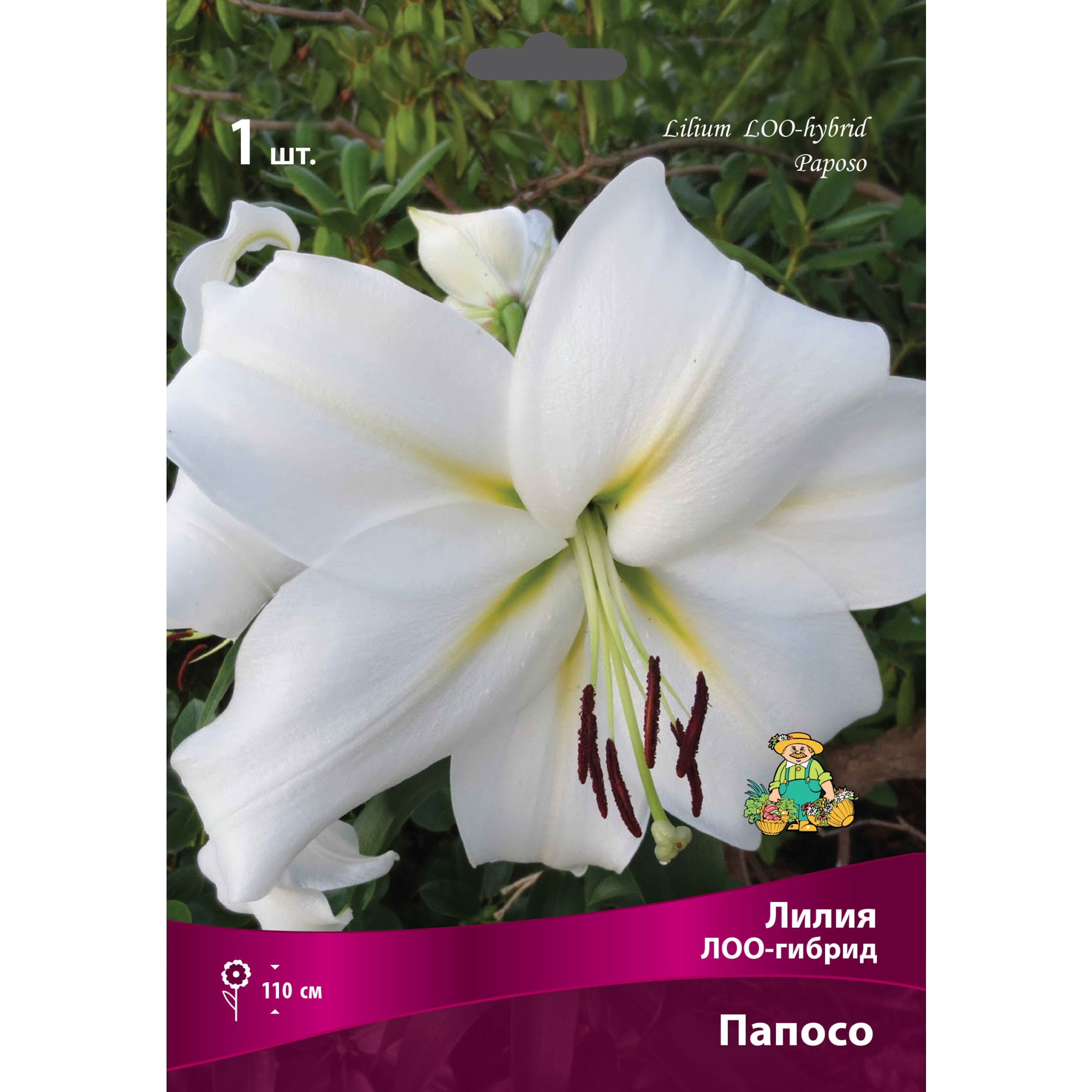 83597458 Лилии ЛОО-гибриды Папосо луковица 16/18 Santreyd 