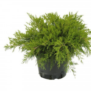 82621046 Можжевельник «Минт джулеп» 13x15 см