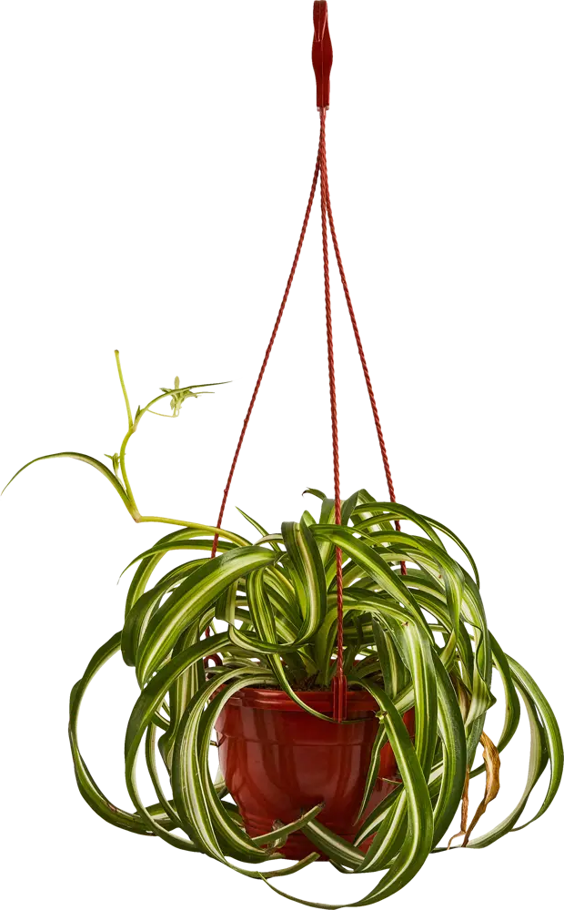 Хлорофитум Бонни Santreyd — изящный каскад зелени для вашего интерьера 85535974