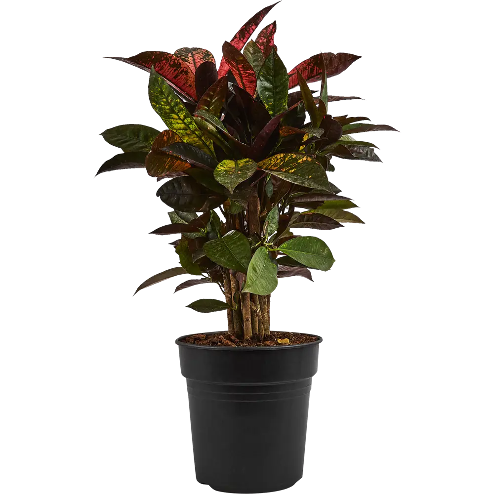 Santreyd Кодиеум Миссис Айстон — живая картина в вашем интерьере 87819668 STLM-1535115