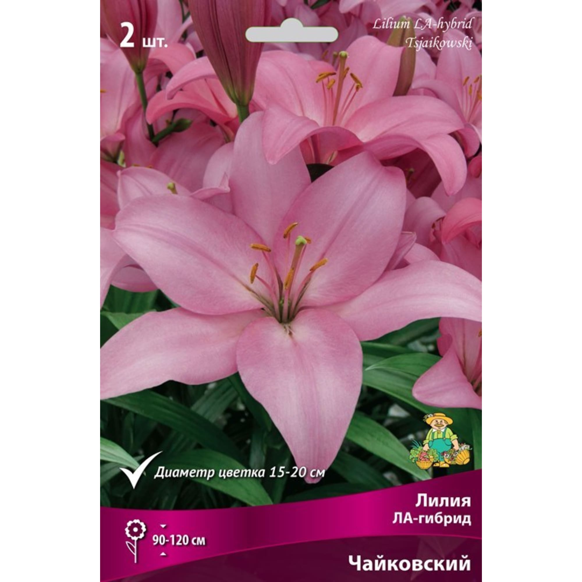 82319580 Лилия ЛА-гибрид «Чайковский», размер луковицы 14/16 Santreyd  - Вид №2