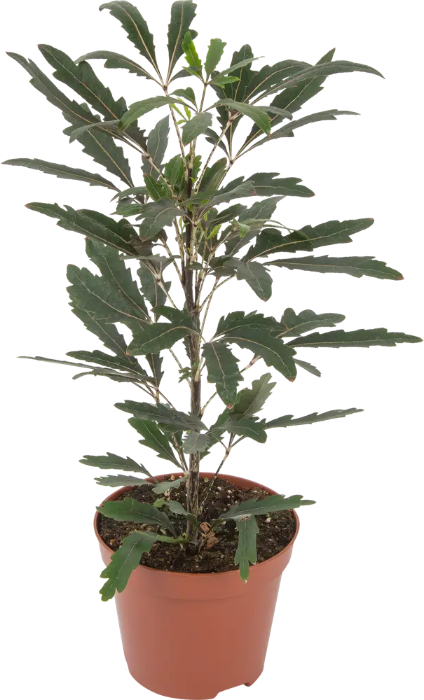 Santreyd Шеффлера мик — декоративное растение для интерьера 82932704