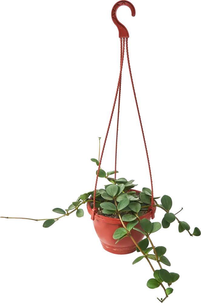 Пеперомия Хоуп Santreyd — изящное комнатное растение с кожистыми листьями 85535965