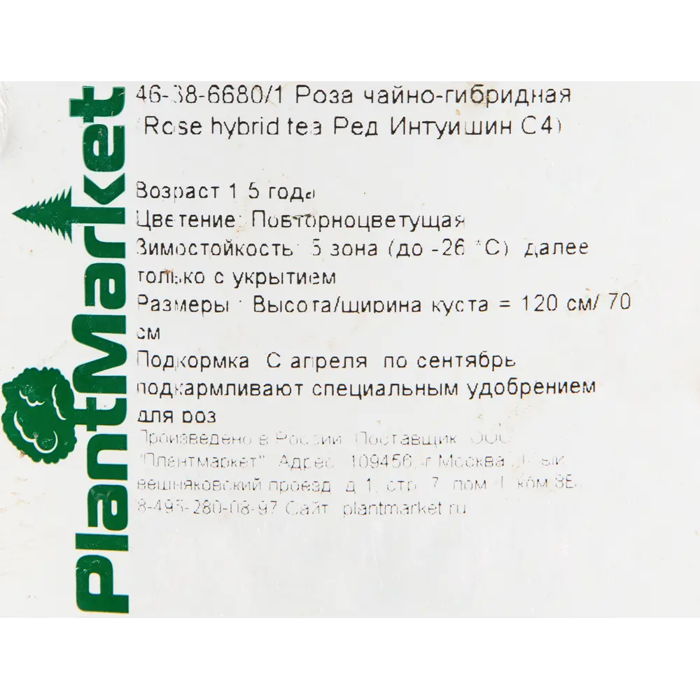 Роза чайно-гибридная «Ред Интуишин» красная 19x55 см 82625081 PLANTMARKET STLM-1574368 - Вид №1