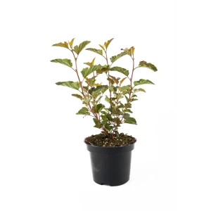 Пузыреплодник Diabled Or Santreyd - декоративный кустарник с меняющейся окраской 85292591